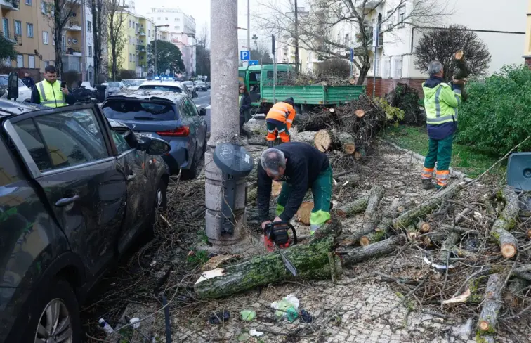 Senhores a limpar e cortar árvores na rua